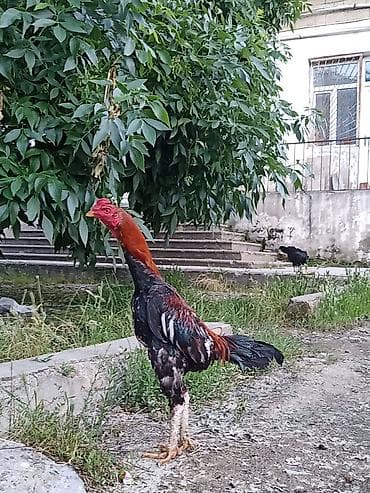xaski it satisi: 9 aylıqdı .Tam sağlam heyvandıbahalı cins heyvandı.İstəyən tayında — 4
