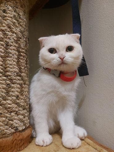 Şinşilla, Dişi, Yaxşı əllərə, Ödənişli çatdırılma