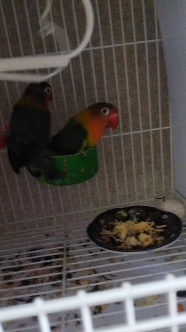 İtlər: Salam pul lazımdır deyə satılır ucuz cüt 8 yumurtası var əl qusudu — 4