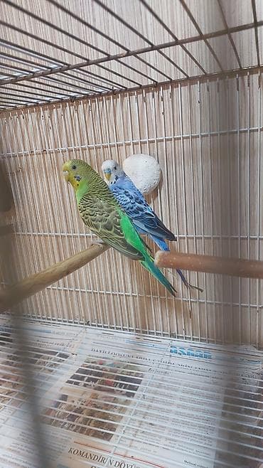 Другие птицы: Salam hazir cut tutuqusu satilir cutu 35 azn elaqe ucun wap.ve ya zeng — 1