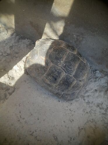 Tsbağa satılır.Mərdəkanda