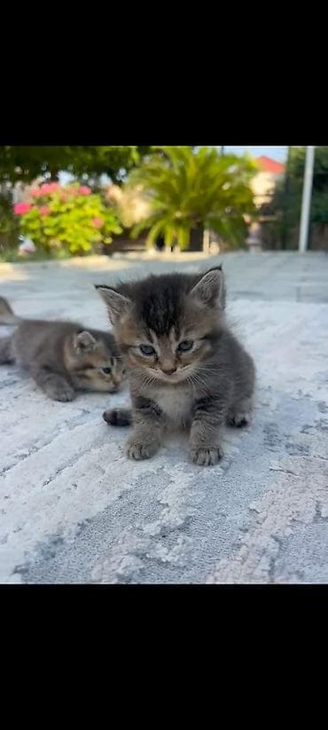 pisiyler: Tabbi, Yaxşı əllərə — 1