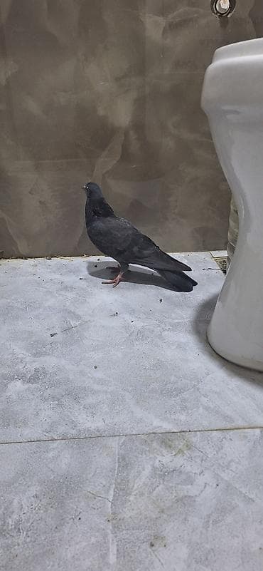 quşçuluq ferması: Erkəy - Növ: şəhər göyərçini (Columba livia domestica tipli) - Rəng — 2