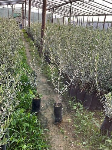 shit: Dekarativ bitgilerin satişi — 9