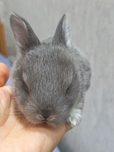 dovşan qiymətləri: Dovşanlar — 3