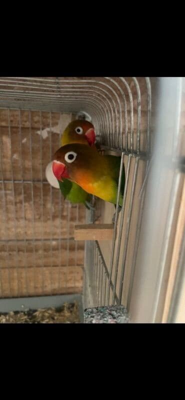 Fiser hazir cut yuva hazirlayirlar