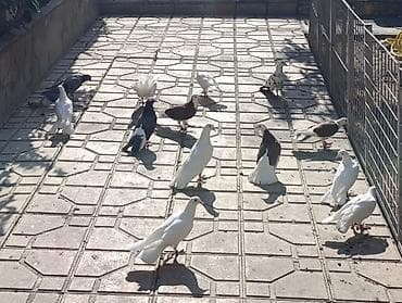 göyərcin: Salam göyerçinler satılır hası eni quyrug. içinde bir bala var 19 — 4