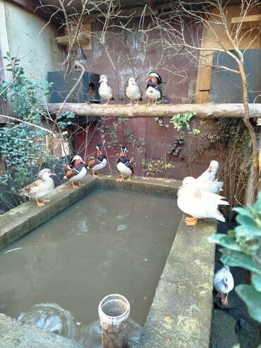 Mandarin ördəkləri – dekorativ su quşları - Növ: Mandarin (Aix