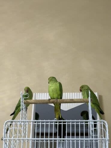 попугай ара цена: Ajarella Pakistan Pəncabdan gəlib bir başa — 8