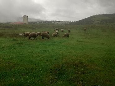 15 dişi toğlu satîlır