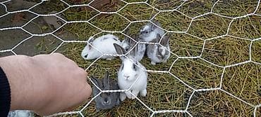 Кошки: Şotland dovşanlaridi ancaq balaları satilir birinin qiyməti 15 manat — 2