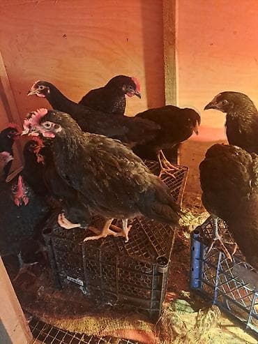 toyuq barter: Toyuq, Yumurtalıq — 1