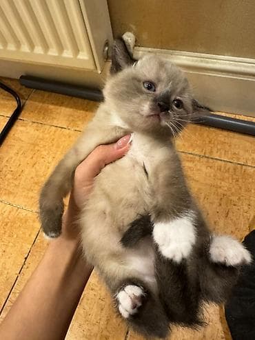 pişik tap az: Erkək, Yaxşı əllərə — 5