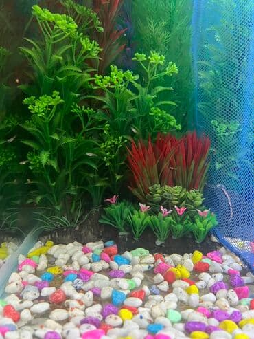 Pişiklər: Dördbucaq akvarium, 1 l, Ünvandan götürmə — 6