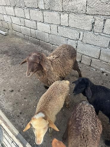 cins heyvanlar: Qoyun və quzu heyvanları - Növ: yerli ətlik/yunlu qoyunlar və quzular — 5
