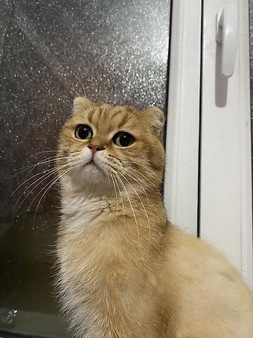 Qızıl şinşilla, Erkək, Cütləşmə üçün — 2