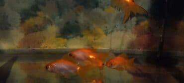 syomqa baliq: Akvaryum üçün dekorativ balıqlar – qızılbalıq növləri - Növ — 2