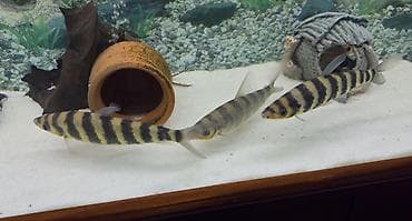 Heyvanlar: Laperinus 3 ədəd hamısı bir yerdə satılır qiymət bir ədədinə aiddir — 1