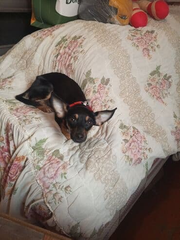 itlerin alisi: Miniatür pinçer, Dişi — 3