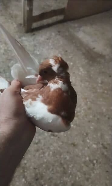 ingilis setter it cinsinin digər adı: Məhsul: Bəzək (cins) göyərçinlər Təsvir: - Rəng: qırmızı-qəhvəyi və — 2