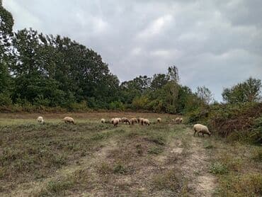 quzu satan: Məhsul: Qoyun sürüsü Təsvir: - Şəkillərdə təbii otlaqda otlayan — 1