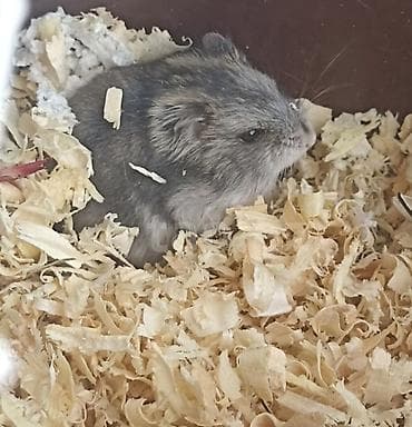 aksolotl satışı: 1 aylıq erkək cunqarik satılır. Kiçik məkanlara uyğun, sakit, baxımlı — 2