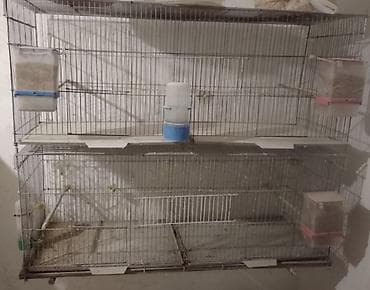 qefes: Korella topdan 20 ededdir. ədədi 25 AZN dən. qefesler yuvalar dən — 2