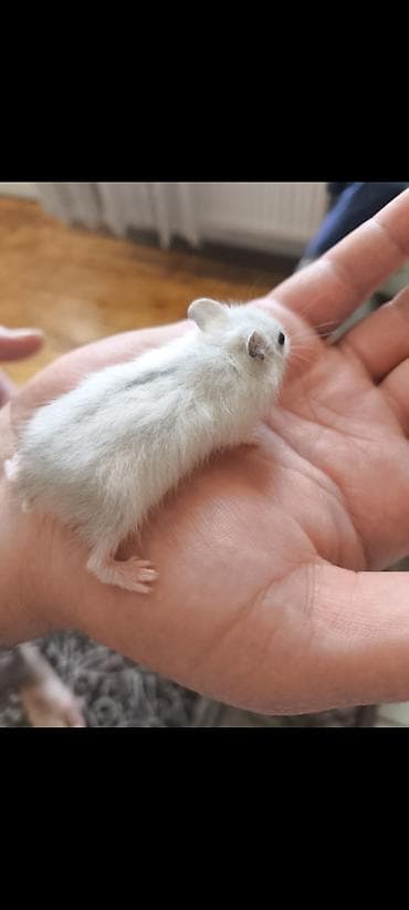 hamster near me: Ag ve qehveyi hemstr balalari satilir isteyen yazsin ededi 3 azndir — 2