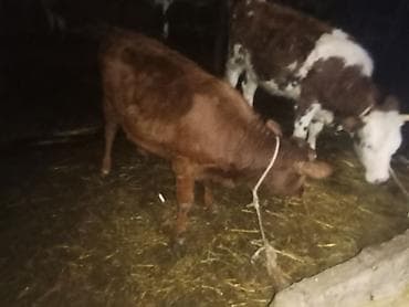 toyuq cücə satışı: Satılır: 2 baş diş düge hevanar damazdiğa bordaq yarldi cüt satlır cüt — 4