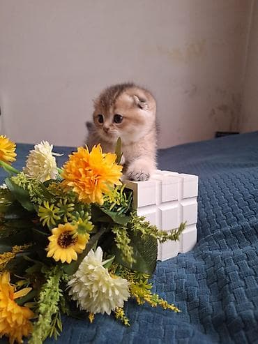 pişim: Şotland — 3