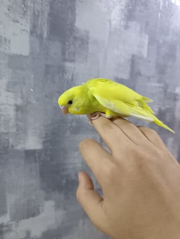 кольчатый попугай цена: 1 ədəd - 20 manat Sevgi və qayğı göstərə biləcək insanlara dalğalı — 4