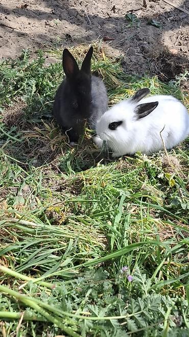 avçarka bala: Ev dovşanları – 2 gözəl bala - Rənglər: biri tam qara, digəri ağ — 1