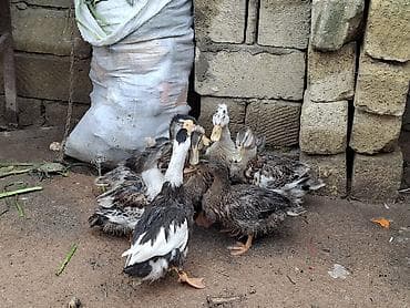 Məhsul: Ev quşları – ördək balaları (qrup halında) Təsvir: -