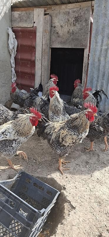 Pişiklər: Təmiz qan,Türkiyədən gəlmə Xarkov xoruzları(damazlıq).Xoruzlar 11 — 5