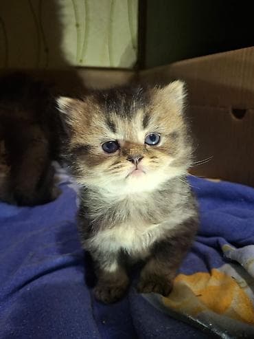 cins pişikler: Yaxşı əllərə — 2