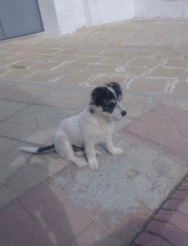 Pudel, 3 ay, Erkek, Peyvəndli, Ödənişli çatdırılma