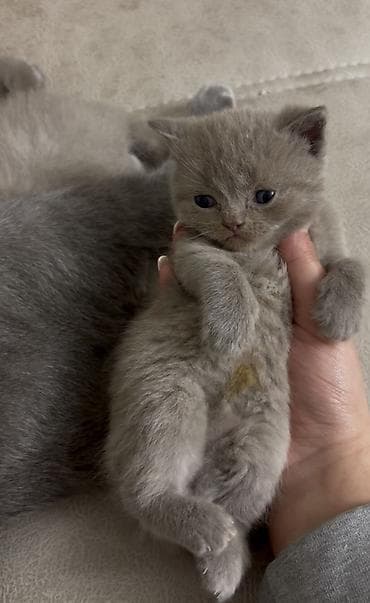 cücə yem qabı: Şotland, Erkək — 4