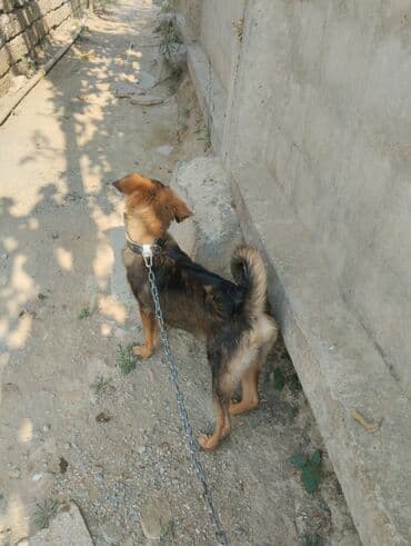 Грызуны: 6 месяцев, Самец, С прививками — 5