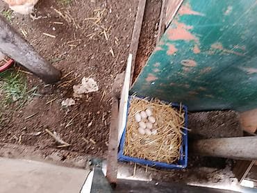 Toyuq, Yumurtalıq, Ünvandan götürmə