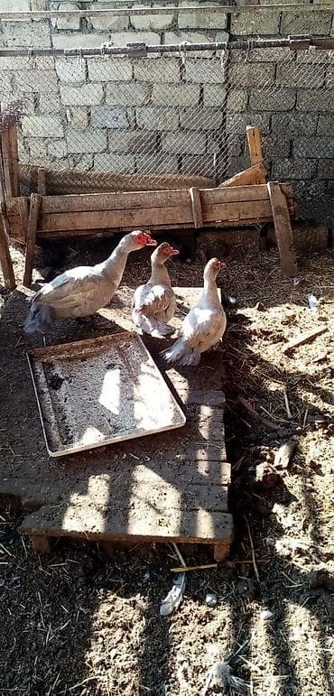 macar ördek: Erkək, | Lal ördək, Macar, Damazlıq, Ünvandan götürmə — 2