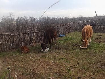 it dami satilir: Ikside yetik boğaz heyvanlardir.qara bir həftəyə 3-cü balanı — 3