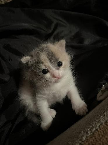 van pişik: Yaxşı əllərə — 2