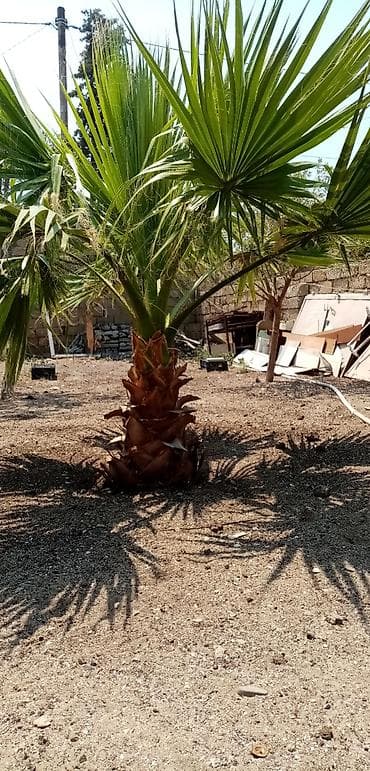 ag neft satilir: Salam şekili keçen il yayda çekmişem real alıcılar zeng vursun — 1