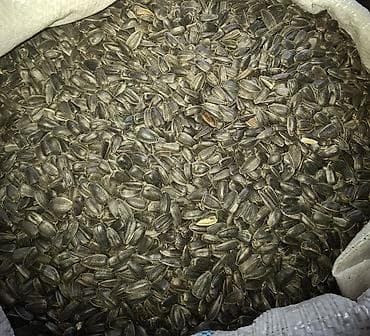 gunəbaxan yağı qiyməti: Məhsul: Günəbaxan tumu (qara zolaqlı) Təsvir: - Təbii günəbaxandan — 2