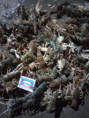 Süd məhsulları və yumurtalar: Məhsul: Canlı xərçənglər (çay xərçəngi) Təsvir: - Təzə tutulmuş çay — 3