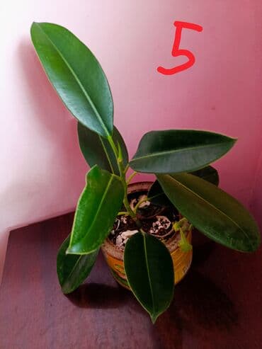 Букетные цветы: Fikus, 5 AZN dən başlayan qiymətlərlə — 2