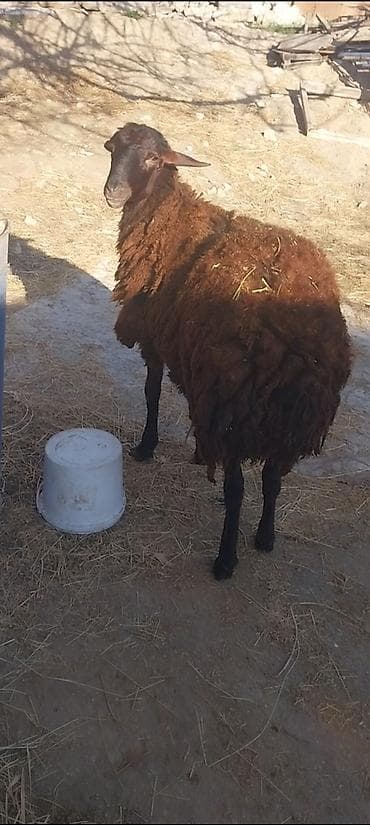 qoyun mal: Damazdig togludu 10 ayılig — 4