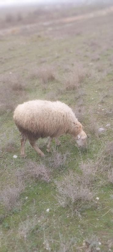 tap.az heyvanlar quba: Qoc 1 yaş yarımlıg, quzu 7 aylıg isdiyen burda yazsın — 4