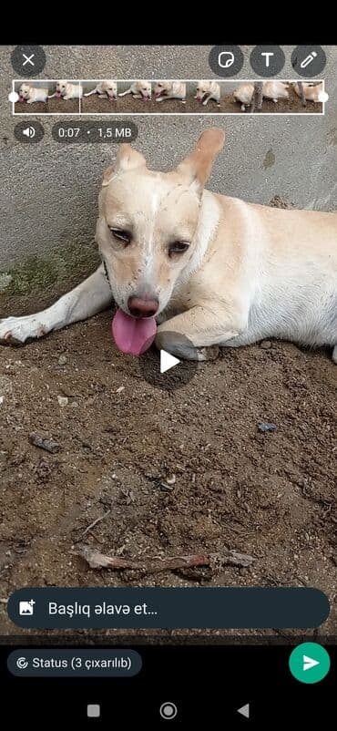 дрессировка собак баку: Salam (zvanok cütləşdirmək üçün) erkeydi çox aktiv itdi dik qulaq dik — 2