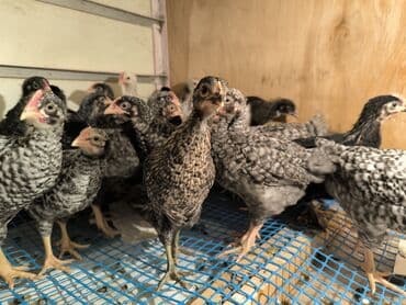 xarkov sortu toyuq: Toyuq cücələri, Ətlik — 3